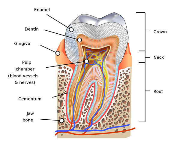 Dental Anatomy and Tooth Morphology